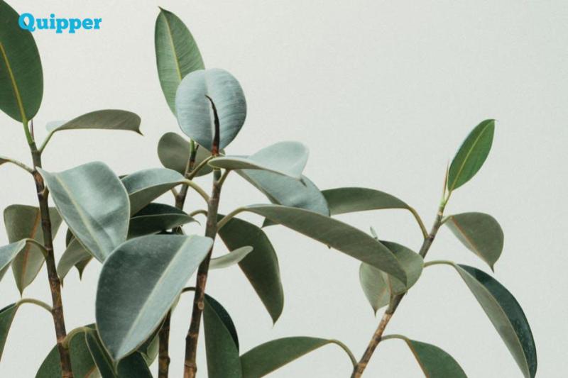 Soal Biologi SMA Kelas 12 Tentang Tumbuhan dan Perkembangan Tumbuhan 