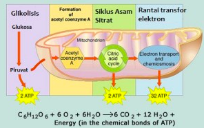 Contoh Reaksi Redoks dalam Kehidupan Sehari-hari 1