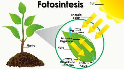 Contoh Reaksi Redoks dalam Kehidupan Sehari-hari