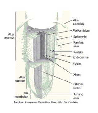 Pengertian Morfologi Tumbuhan Beserta Struktur dan Anatomi Lengkap 