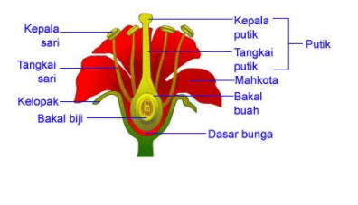 Pengertian Morfologi Tumbuhan Beserta Struktur dan Anatomi Lengkap 