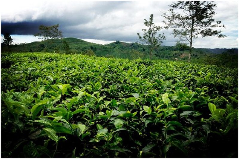 Alasan Mengapa Kamu Harus Kuliah di Universitas Siliwangi