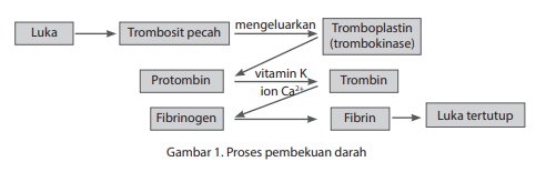 Darah mekanisme pembekuan Pembekuan Darah,