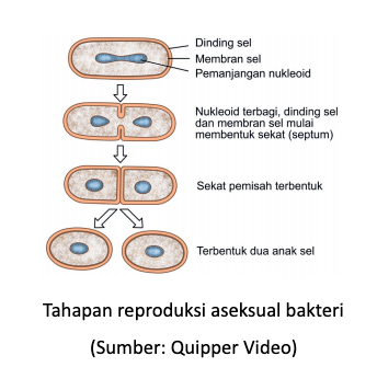 Reproduksi seksual pada bakteri melalui