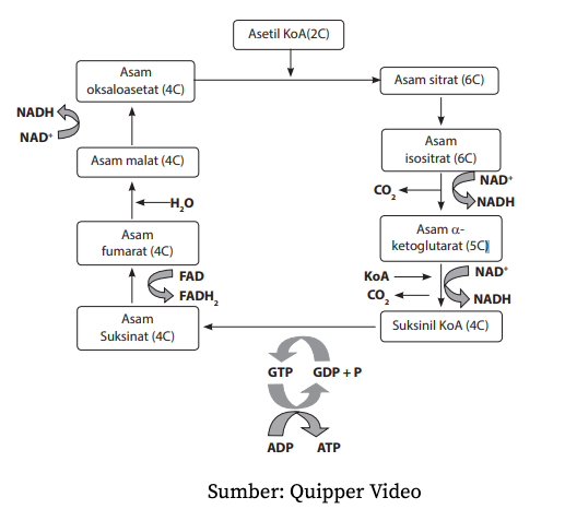 Respirasi Aerob Biologi Kelas 12 Quipper Blog