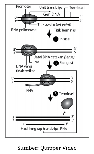 Erna yang berperan membawa asam amino dalam sintesis protein adalah