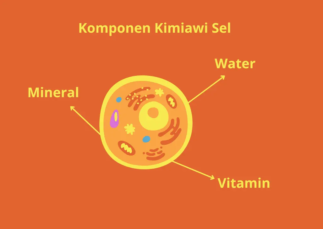 2 Komponen Kimiawi Penyusun Sel serta Fungsinya