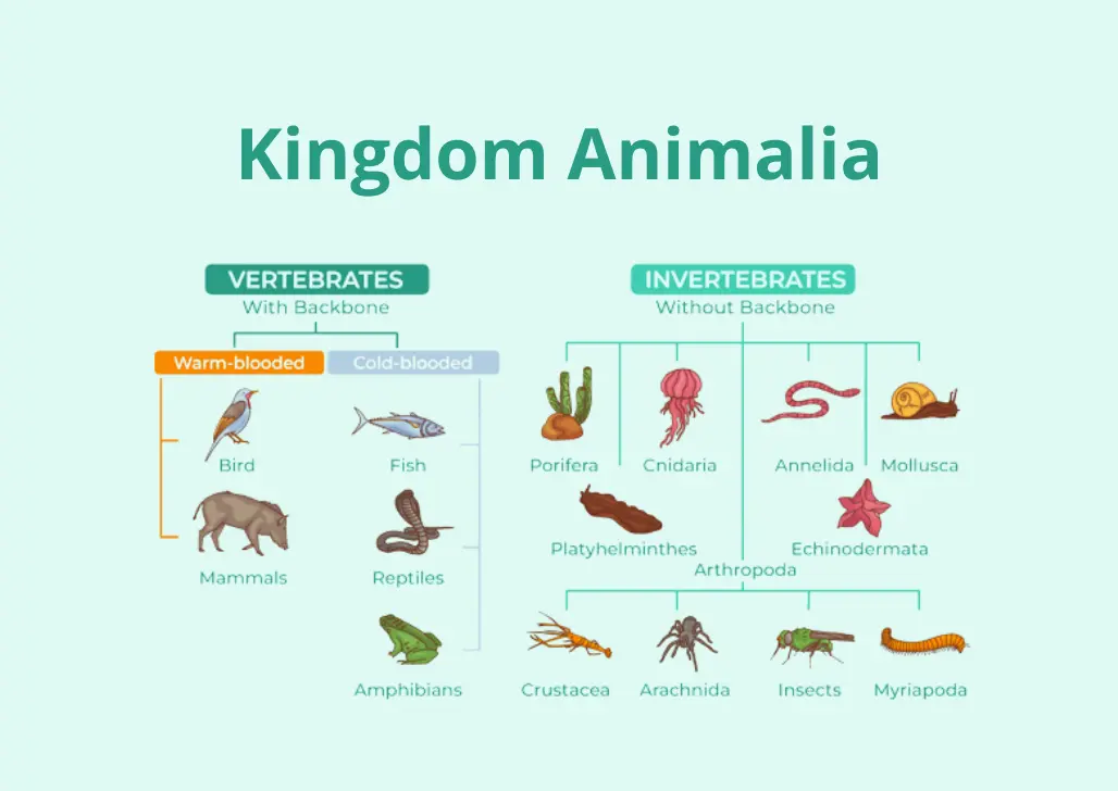 Kingdom Animalia Pengertian, Ciri-Ciri, dan Klasifikasinya