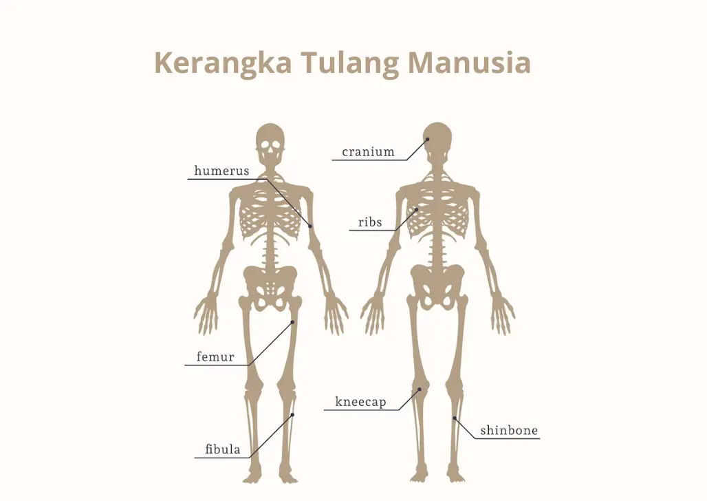 Mengenal Kerangka Tulang Manusia Pengertian Hingga Tulang-Tulang Penyusunnya