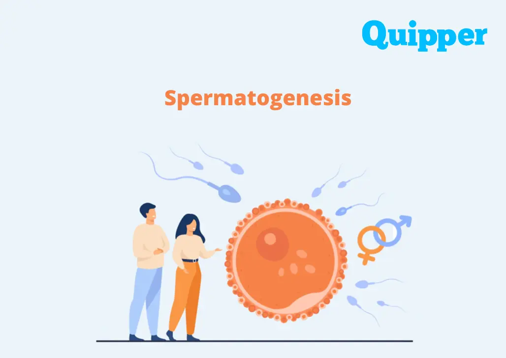 Pengertian Spermatogenesis, Tahapan, dan Tips Menjaga Kesehatan Sperma