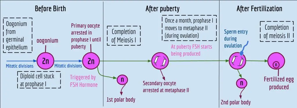 Bagaimana proses oogenesis pada Perempuan