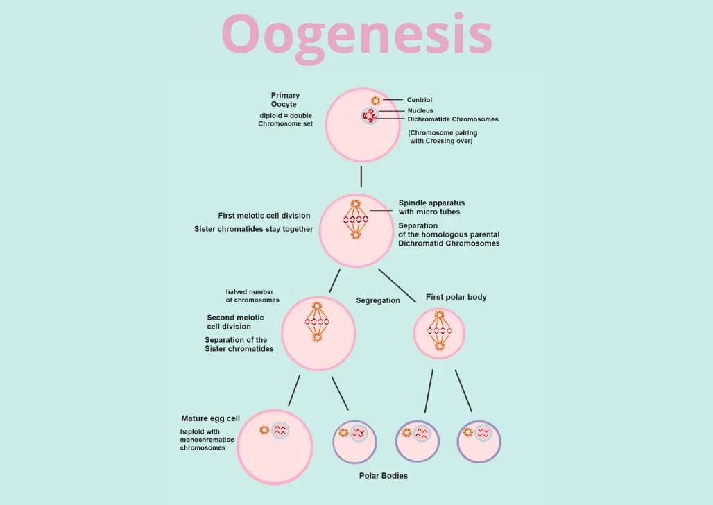 Pengertian Oogenesis beserta Tahap-Tahapnya
